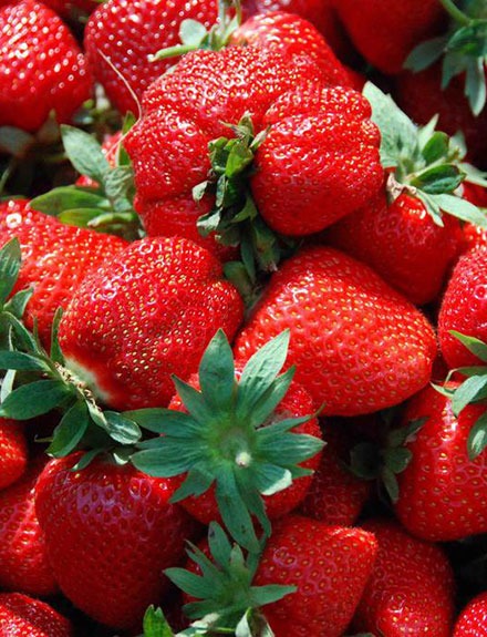 3 recetas fáciles para aprovechar la temporada de fresas